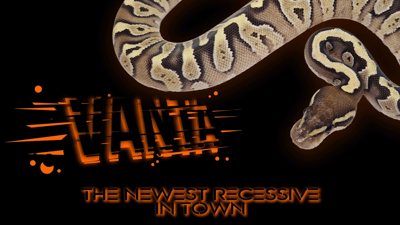 Photo inspiration: Introducing Vanta A New Ball Python Morph Photo Inspiration