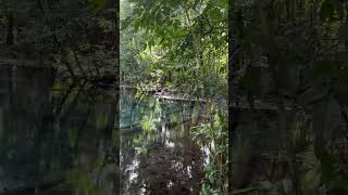 A secret deep in the forest... mirror-clear water! 💎✨ #shorts #thailand #nature