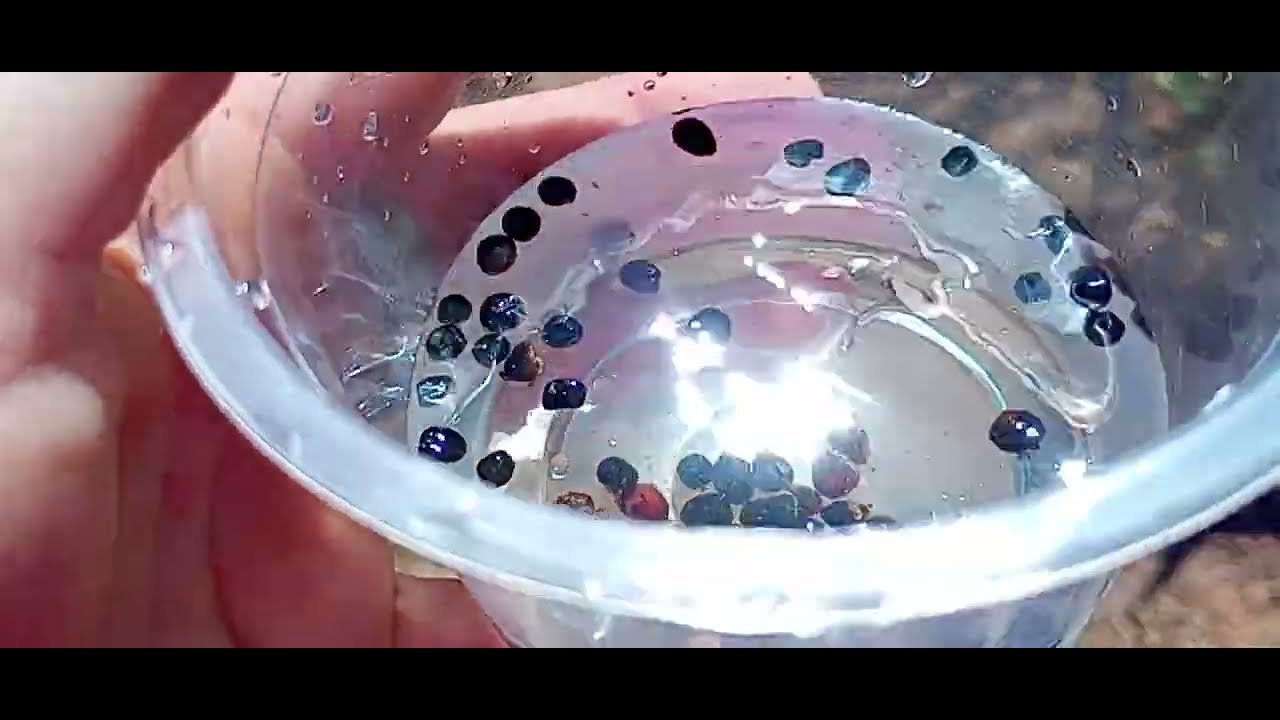 #plantando #quiabo #quintal do #meupai #plantas #plantação #roça #vidareal #vidanocampo #natureza 