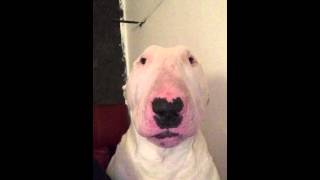 English Bull Terrier Licking Air