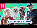 🤫 Дрессировка щенков, ПЕРВЫЕ ШАГИ В ДРЕССИРОВКЕ СОБАК ЛЮБОЙ ПОРОДЫ  🤫 СЕКРЕТЫ КИКИ И МАЙКЛА