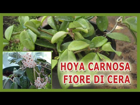 Video: Fertilizzare una pianta di cera: come e quando nutrire una pianta di Hoya