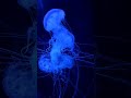 2 TRACK MY OCEAN МІЙ ОКЕАН 