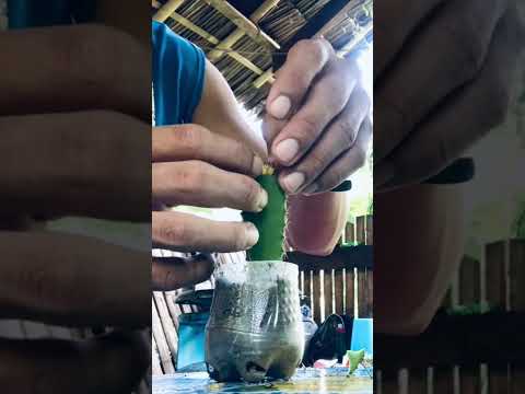 Video: Piante di cactus lunari - Come coltivare un cactus lunare
