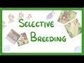 Selective Breeding: Enhancing Traits in Plants and Animals