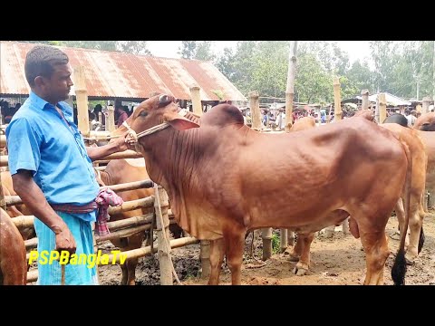 @ শুক্রবার ২৯ জুলাই || খামার উপযোগী শাহীওয়াল জাতের ষাঁড় গরুর দাম দিনাজপুরের আমবাড়ী হাটে ||