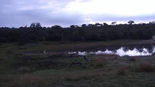 Djuma Private Game Reserve Live Stream