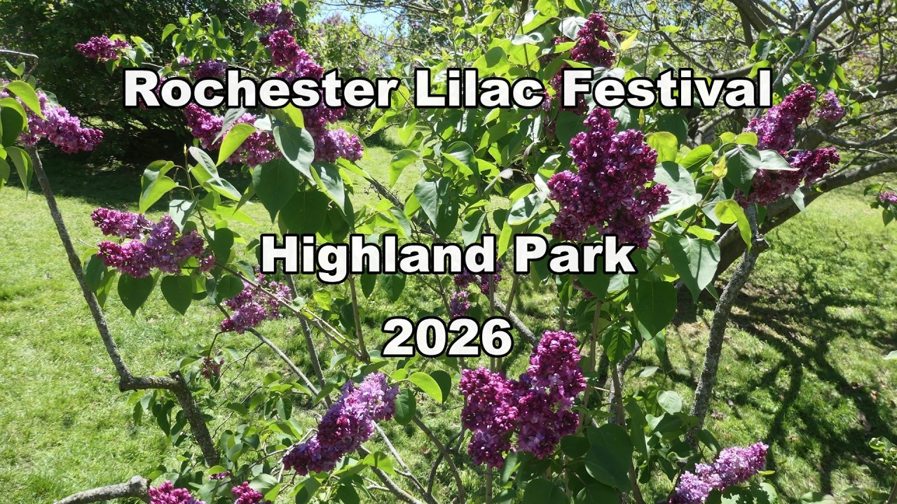 Rochester's Beautiful Flowers and People: Lilac Festival 2026 at Highland Park