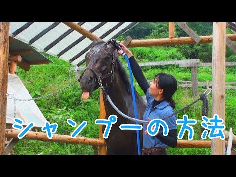 【解説】馬をシャンプーするよ！