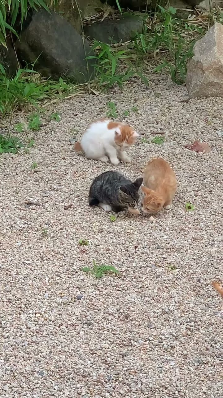 Belle maman avec petite chaton oronge