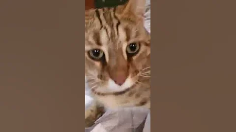 Watch the video about Keep calm barbara marinero 😹😹😹|| Asian Leopard Cat #ASL #funnycats #asianleopardcat