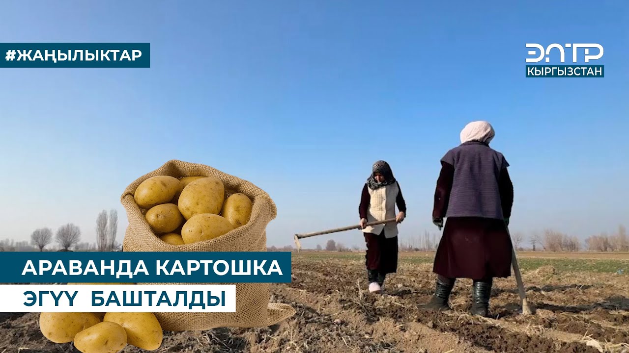 АРАВАНДА КАРТОШКА ЭГҮҮ  БАШТАЛДЫ