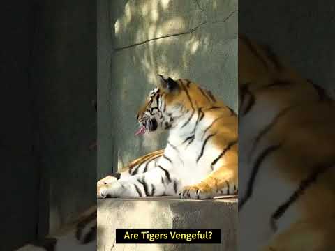 Video: Hvilke dyr er hævngerrige?