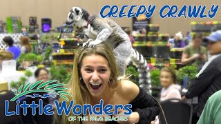 Little Wonders - Creepy Crawly | DFC