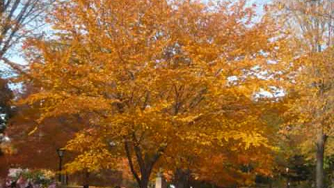 Autumn In Central Park New York City 2008
