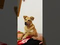 🧿🤣#animallife dog #funny #shorts #viralvideo #trending #love #animallovers