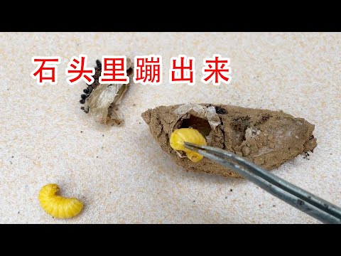 它居然是從石頭里蹦出來的！太神奇了！砸開石頭髮現兩個小生命！ 【歪點子實驗室】