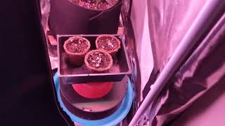 UPDATE on Cheap Budget Marijuana grow tent Ep.8