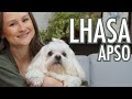 Não ADOTE ou COMPRE um LHASA APSO antes de ver esse vídeo