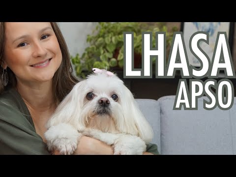 Vídeo: 10 coisas para saber antes de uma Lhasa Apso adota você