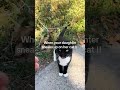 The cat was frightened.🤣🙀#catsoftiktok #cute #funnycats #cat #usa🇺🇸