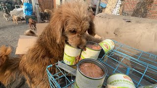 Fur Babies Aren’T Picky! They Are Just Happy To Have Food To Fill Their Tummies! by Animal Rescue Center-LiuLi 717 views 1 month ago 6 minutes, 32 seconds