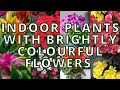 15 Best Indoor Plants that gives beautiful Flowers too | Indoor plants that bloom