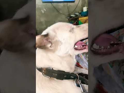 🐕🐕##