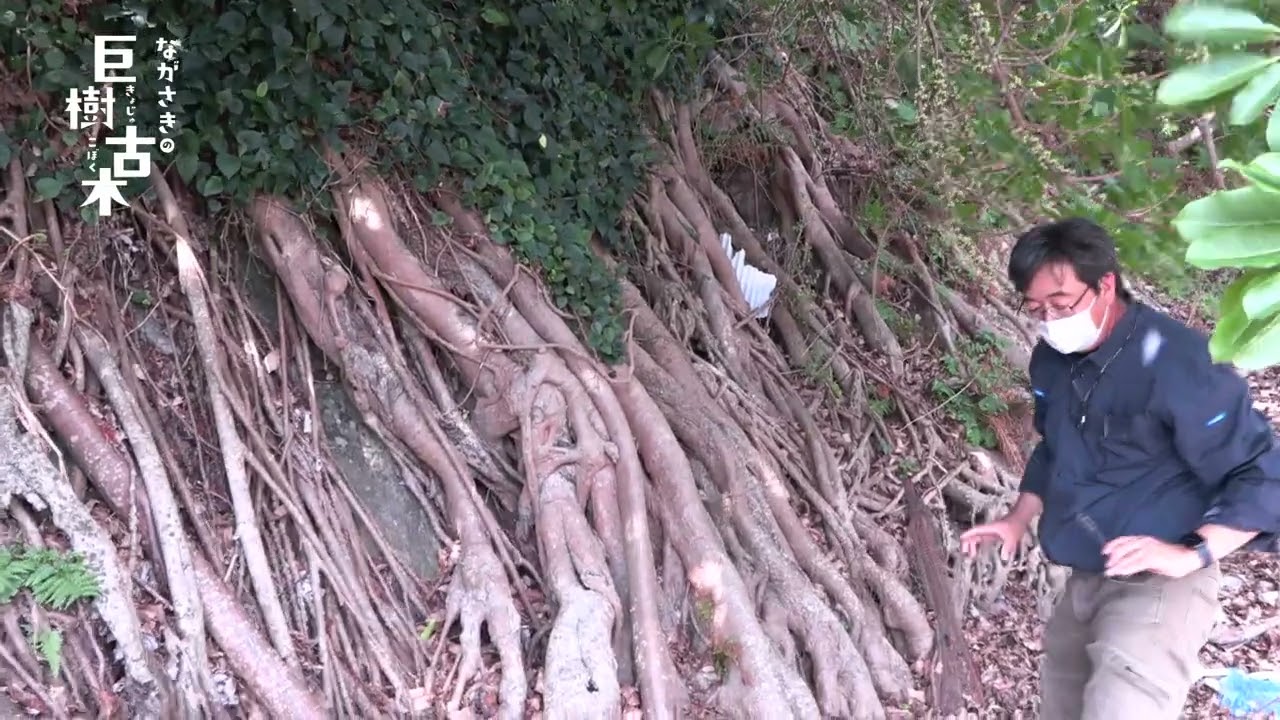 ながさきの巨樹・古木 新上五島町の調査その1