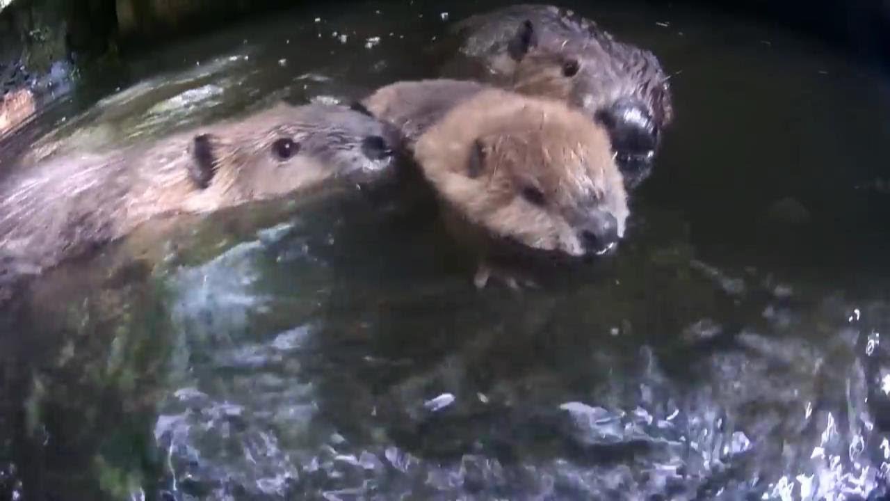 遊びたいビーバー赤ちゃんと心配性の家族 Beaver Baby Wants To Swim And Worried Family Youtube