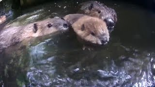 Beaver baby wants to swim and worried family