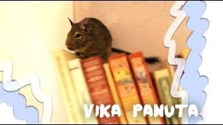 У МЕНЯ ПОЯВИЛАСЬ БЕЛКА?! // МОЯ ЧИЛИЙСКАЯ БЕЛКА/ДЕГУ // by PC У МЕНЯ ПОЯВИЛАСЬ БЕЛКА?! // МОЯ ЧИЛИЙСКАЯ БЕЛКА/ДЕГУ // by PC