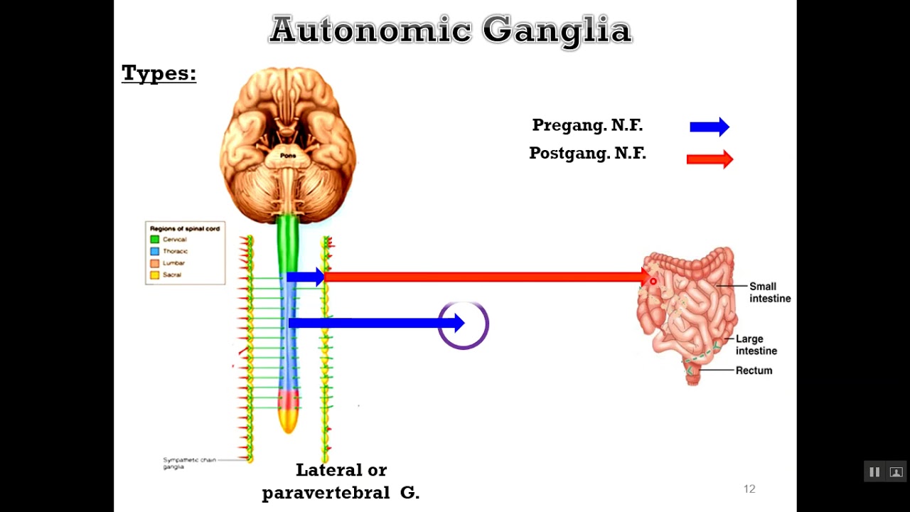 origin of ANS and ganglia