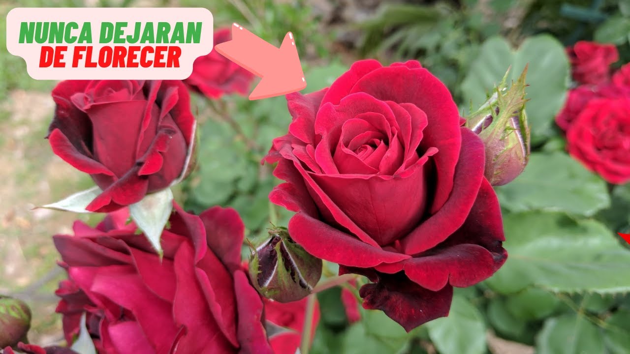 Logra Floracion Continua En Rosas rosas