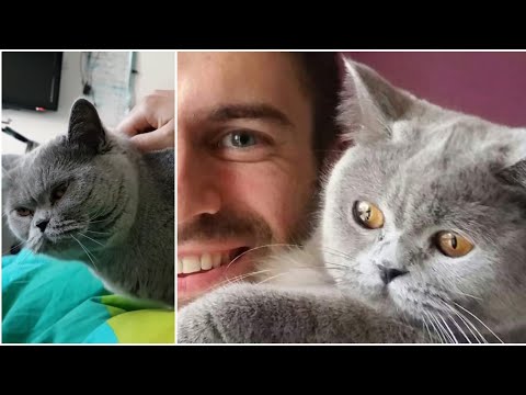 Wideo: Jak zadbać o wygląd kota (pielęgnacja): 12 kroków