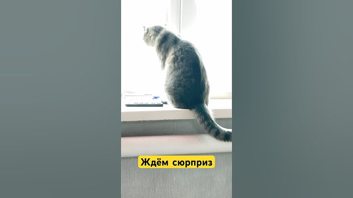 #shortsvideo #cat #животные #котик #кот #сюрприз