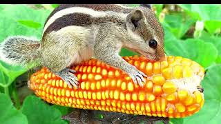 World Best Animal Video – Animal Eats Big Corn