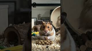 Fake or Real leave it in the comments