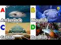 Sea animals for kids | ABC phonics animals | ABC Sea Animals song | English and Animals for Kids