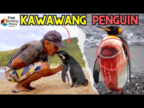Kakaibang Istorya ng Peguin | Bakit Nakaka awa ang buhay ng Penguin