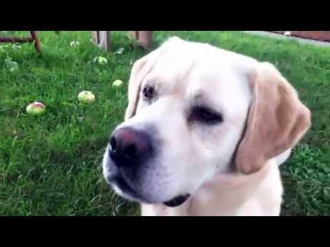 Vídeo: Com Anomenar Un Gos Labrador