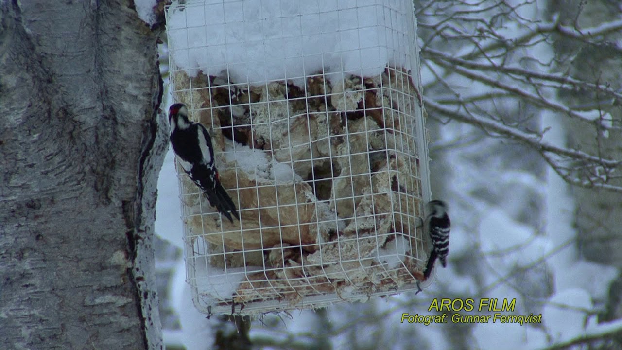 HACKSPETTAR  Woodpeckers  Klipp - 2498