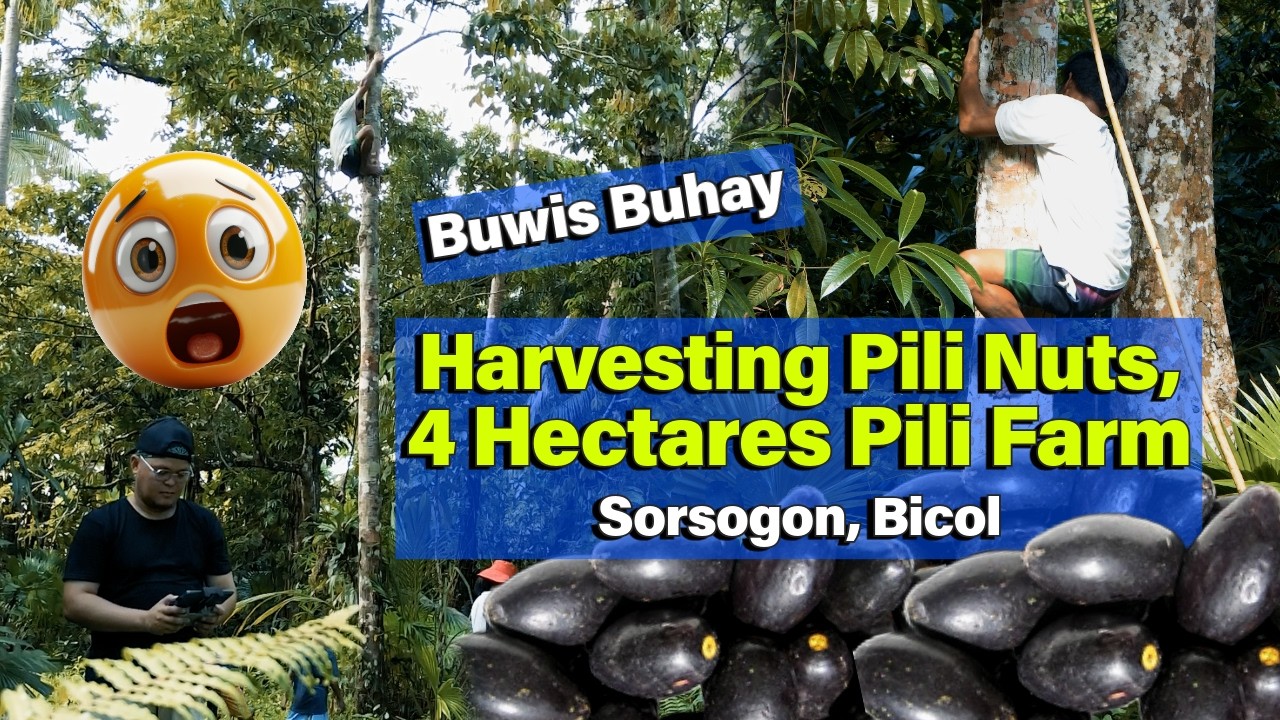 Buwis Buhay sa Pag Harvest ng Pili Nuts!
