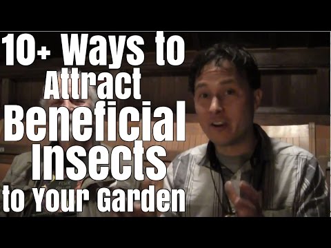 How To Attract Insects Into Your Garden