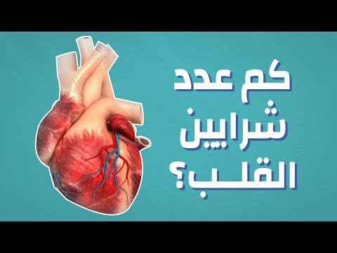 كم عدد شرايين القلب؟ #موضوع