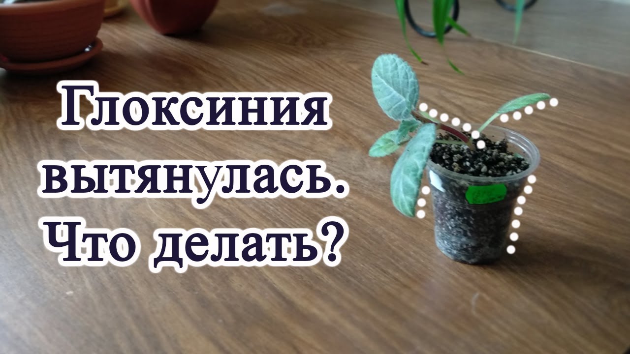 Глоксиния вытянулась.  Что делать?