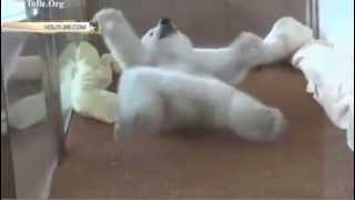 Белый медвежонок пытается комфортно устроиться видео(На видеохостинге YouTube появилось забавное видео с маленьким белым медвежонком. Животное еще с трудом может..., 2015-10-25T15:42:13.000Z)