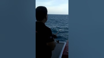 Câu cá nóc làm thịt cực ngon