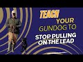 Teach your gundog to stop pulling on the lead