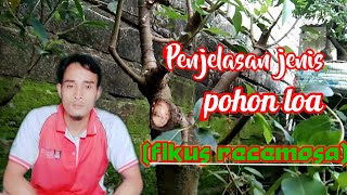 Mengenal pohon loa dan penjelasannya untuk di jadikan bonsai